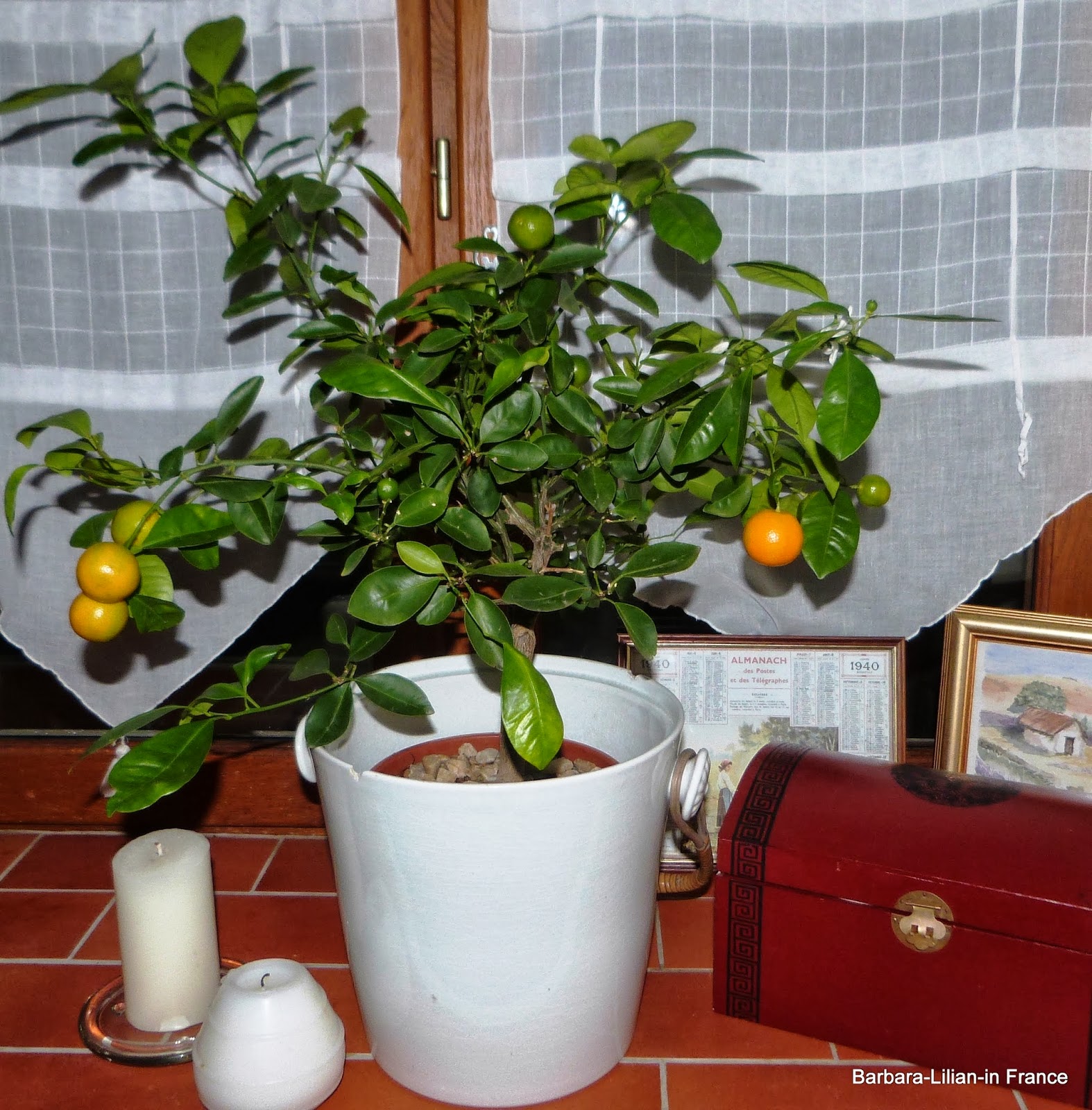 Barbara Lilian in France. My ornamental Orange plant
