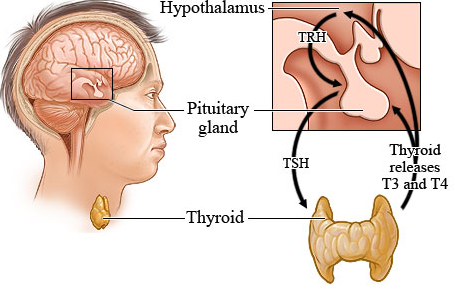 Thyroid mein Kya Khayen Kya Nahi