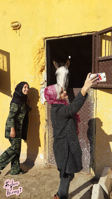 at çiftliği