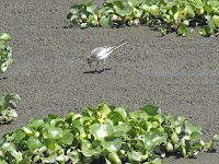 セキレイが餌を啄ばんでいた! セキレイが餌を啄ばんでいた!