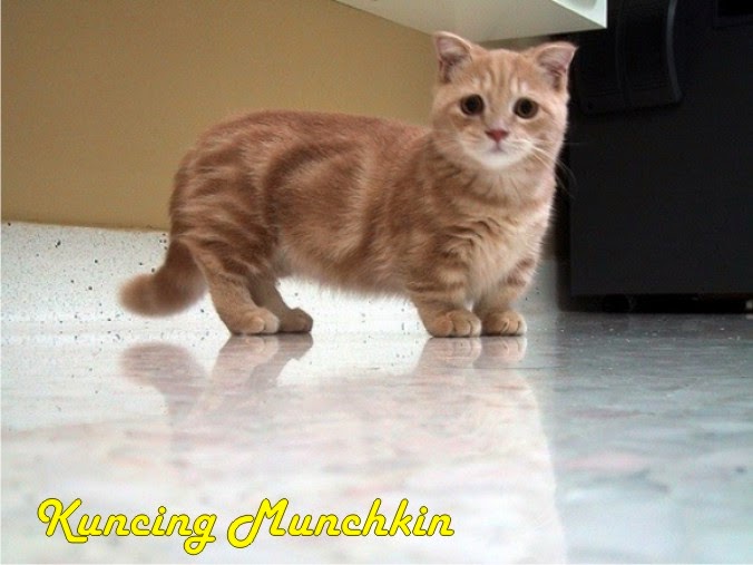 Seputar Hewan Peliharaan Mengenal Lebih Dekat Kuncing Munchkin