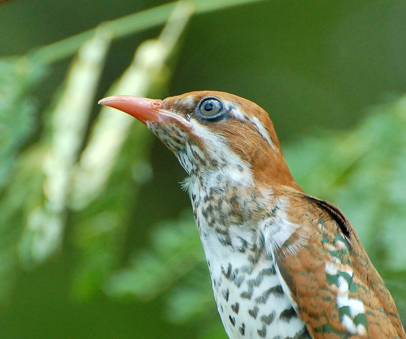 Ornithondar les oiseaux à SaintLouis et au nord du Sénégal ~ Le Coucou Des Bois Oiseau Ornithondar les oiseaux à SaintLouis et au nord du Sénégal ~ Le Coucou Des Bois Oiseau