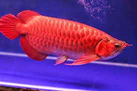 Inilah 5 Ikan Hias Termahal Di Indonesia Ikan Hias Termahal