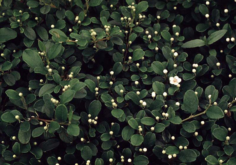 Future Plants By Randy Stewart Cotoneaster