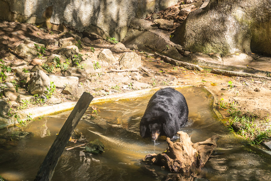 Chiang Mai Zoo. Part one.