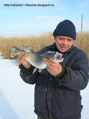 Самая крупная щука рыбалки. 2 кг с копейками. ловля щуки зимой