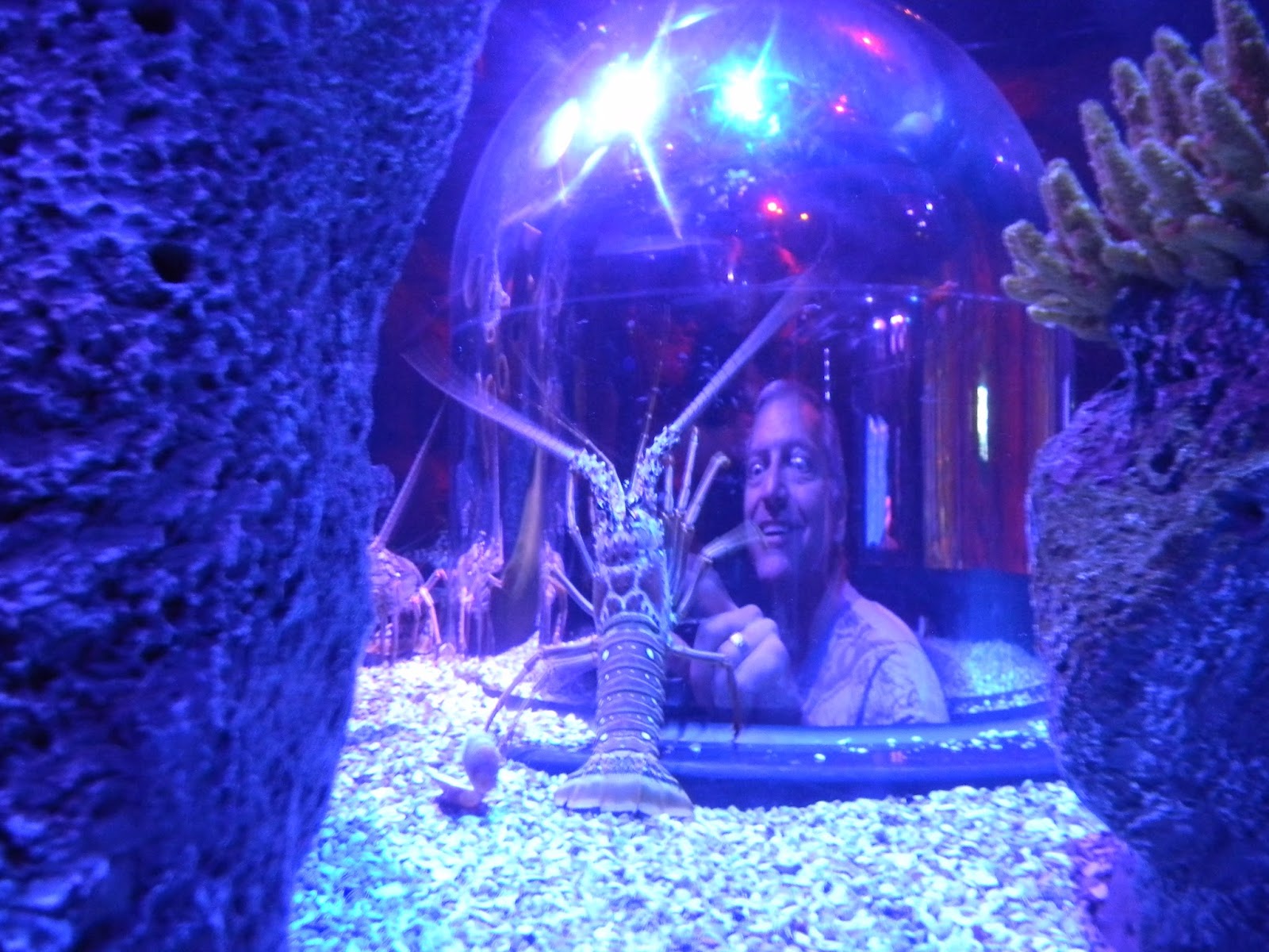 The "Unknown" Florida Sea Life Aquarium Orlando, FL