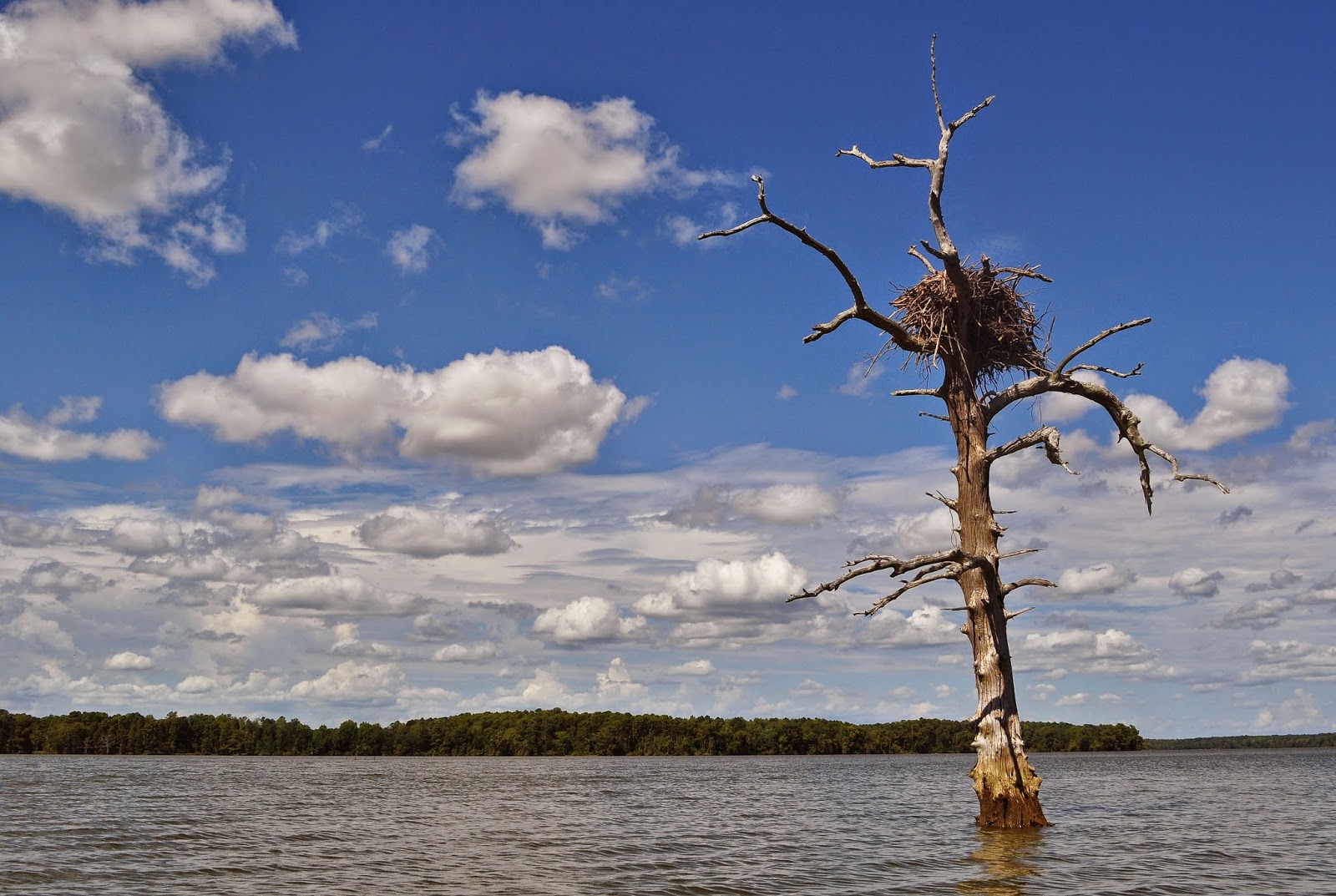 A Tidewater Paddler James River Claremont Beach 9/6/14