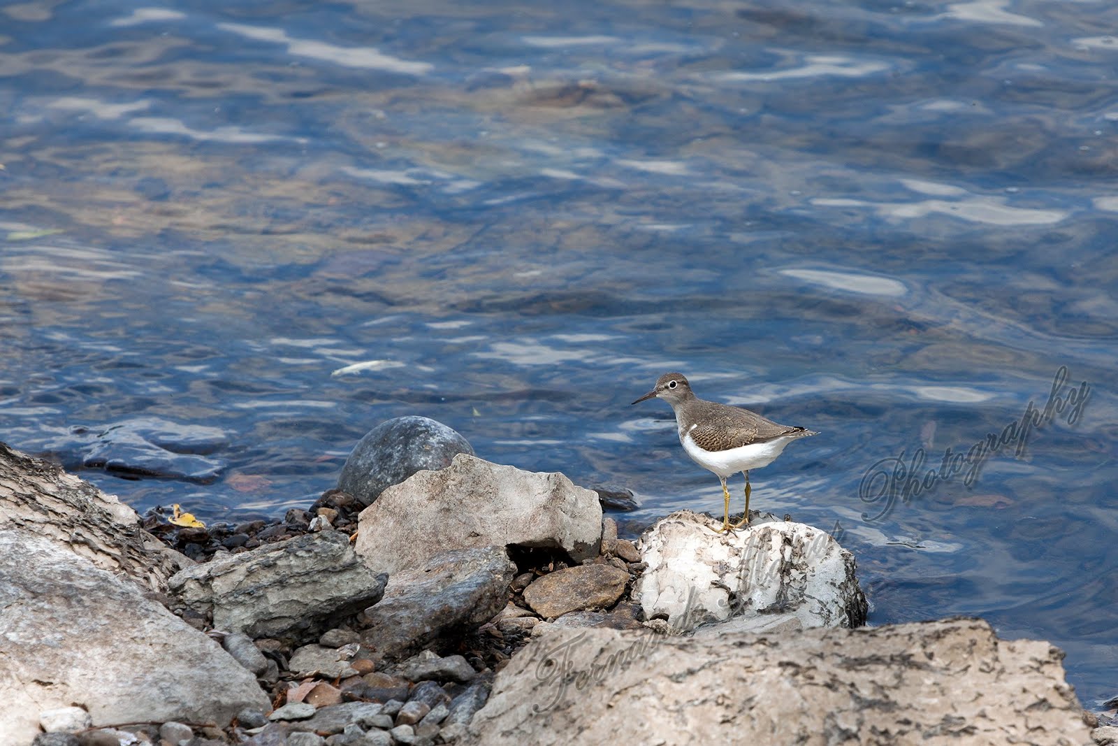 Sandpiper Conversion To Natural Gas Ocean Pines Schedule Sandpiper Conversion To Natural Gas Ocean Pines Schedule