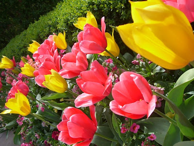 ALGUNAS CURIOSIDADES DE LOS TULIPANES 7 ALGUNAS CURIOSIDADES DE LOS TULIPANES 7