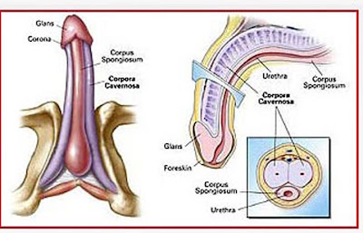 pembesar penis,perpanjang penis