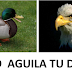 Eres pato o águila. 