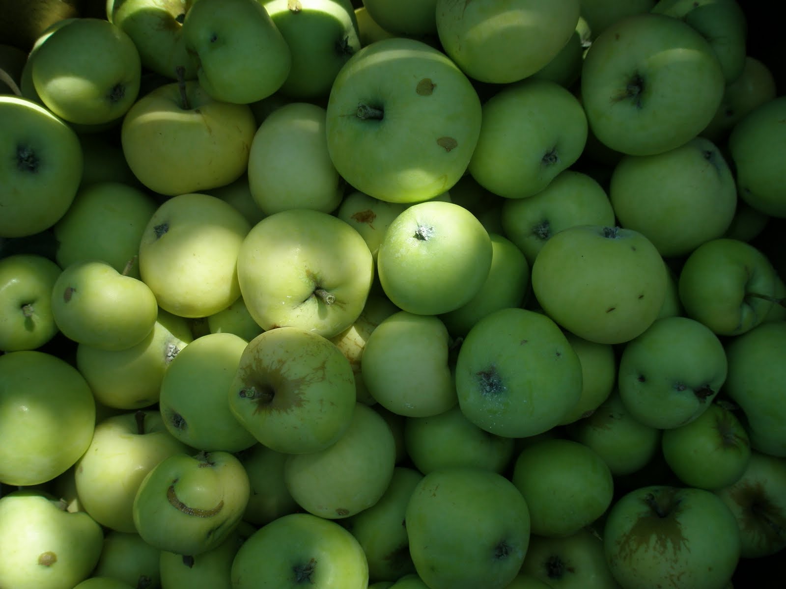 A LIFE OF APPLES Early Harvest