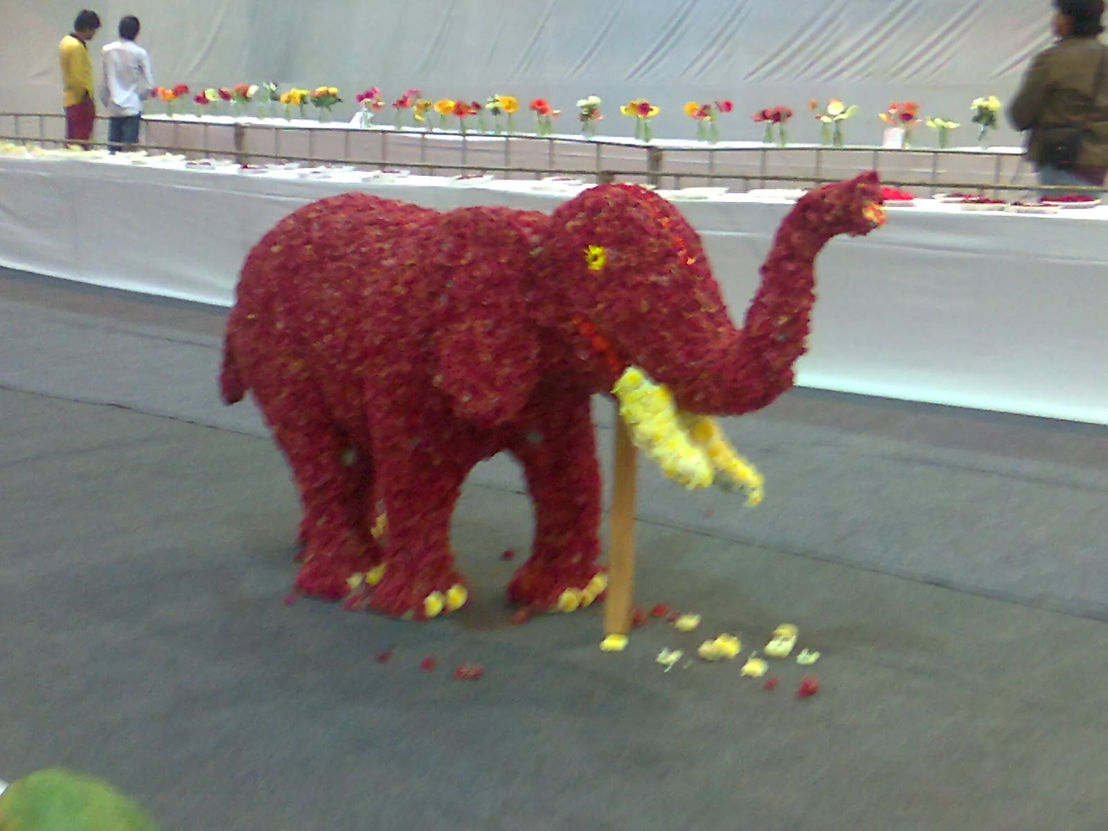 flower show ahmedabad 2014 photos Green Ahmedabad