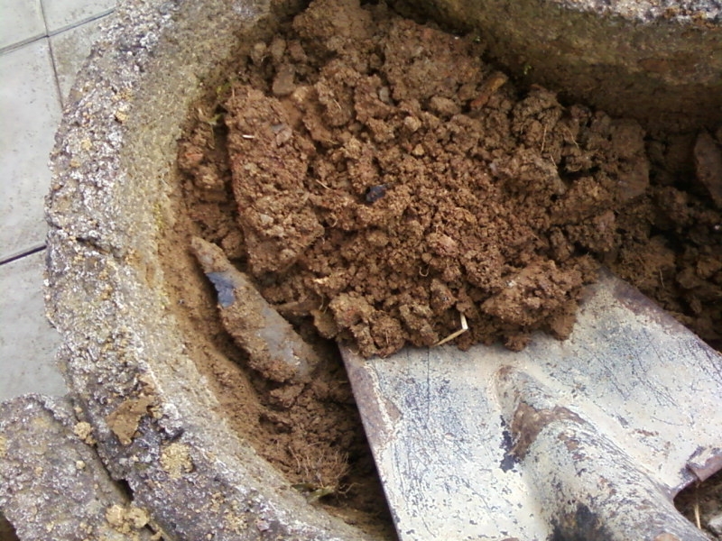 Terrassen Und Balkonbepflanzung Pflanzringe Bis Aufs Blut