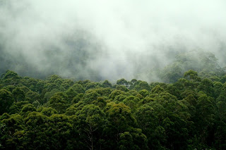 kodai mist kodai mist