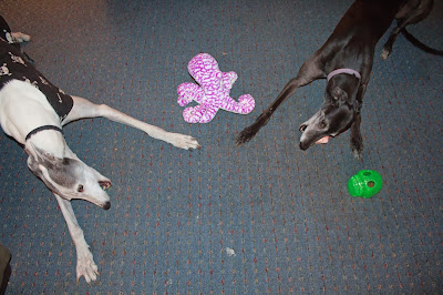 Blue and Bettina Greyhound on Bettina's 5th Birthday