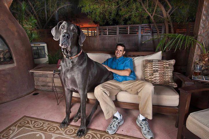 Dog Giant