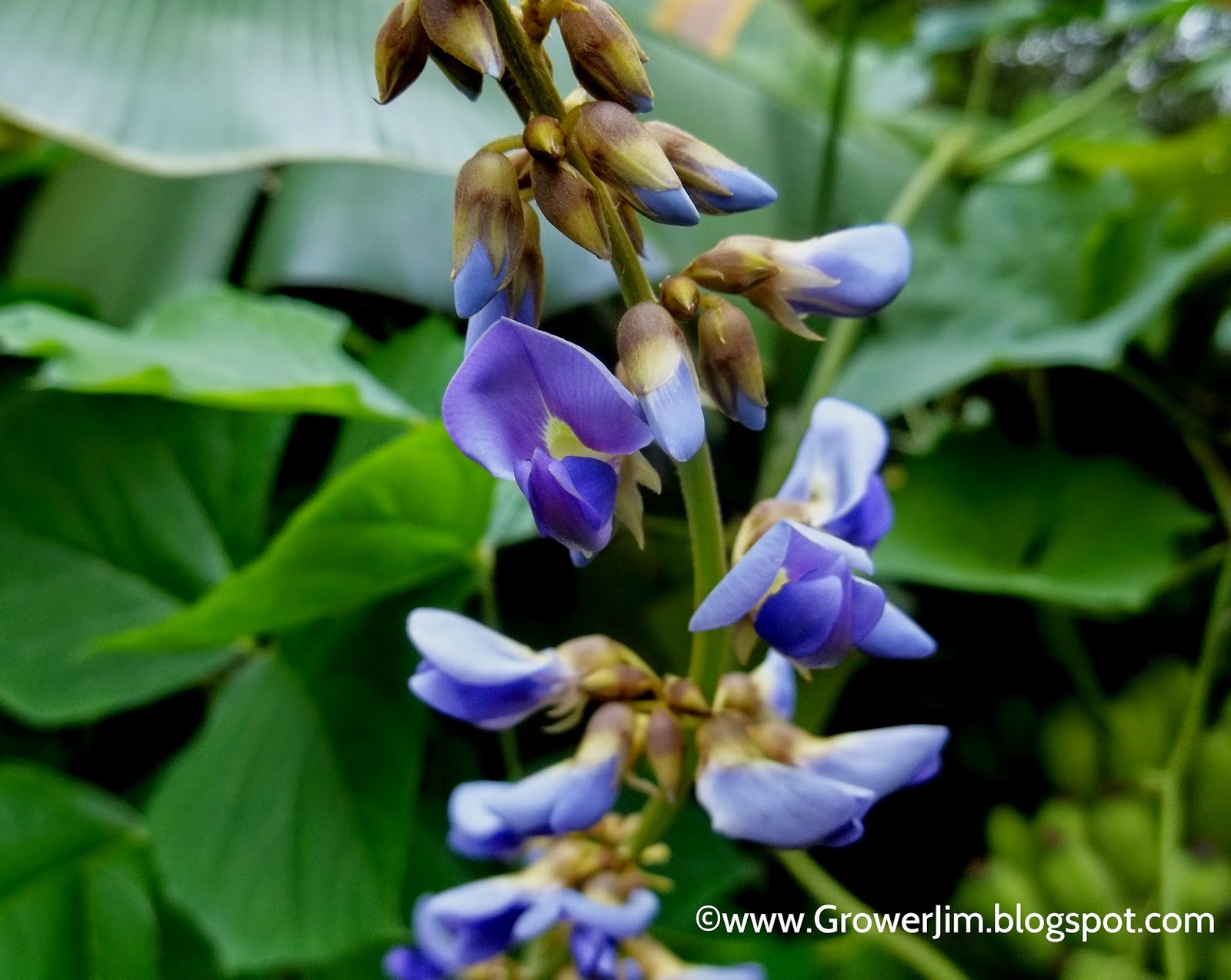Garden Adventures Jicama (Pachyrhizus tuberosus)