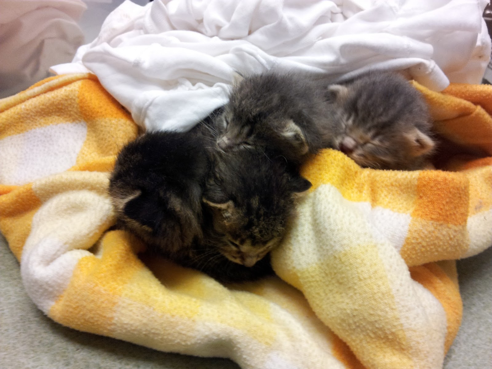 Chicago Feral Cat Files I Found a Litter of Kittens! What Do I Do?
