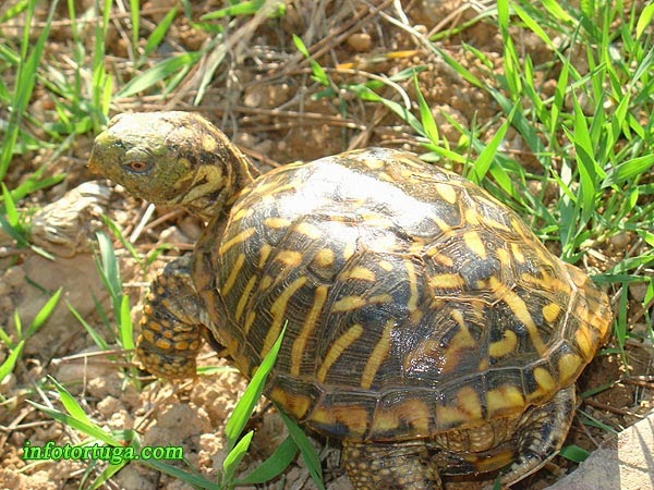 Terrapene ornata - Ornate box turtle