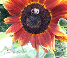 Sunflower Bumble