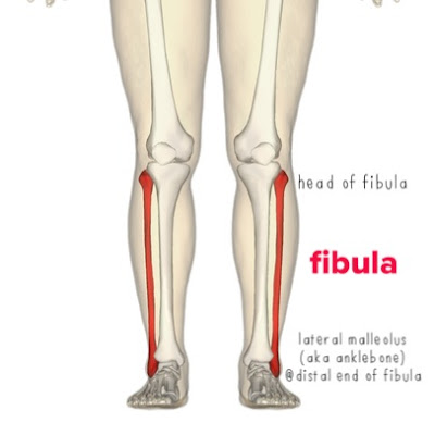The Hip Joint: Fibularis Longus - lateral compartment of lower leg