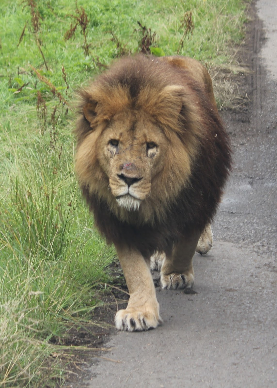 Craftaholic Knowsley Safari park with Jungle Dogs