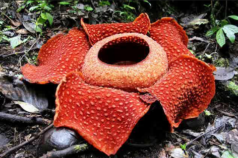 Bau Busuk Pada Bunga Raflesia