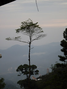 pokok