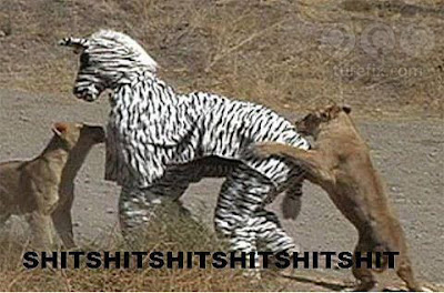 If you look closely, you can see the zebra is fake, animal pics lions eat a zebra