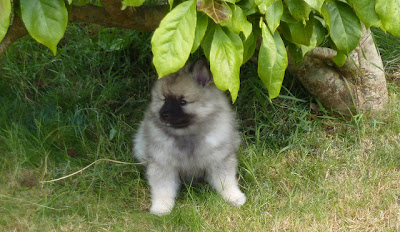 Keeshond Puppies Pictures