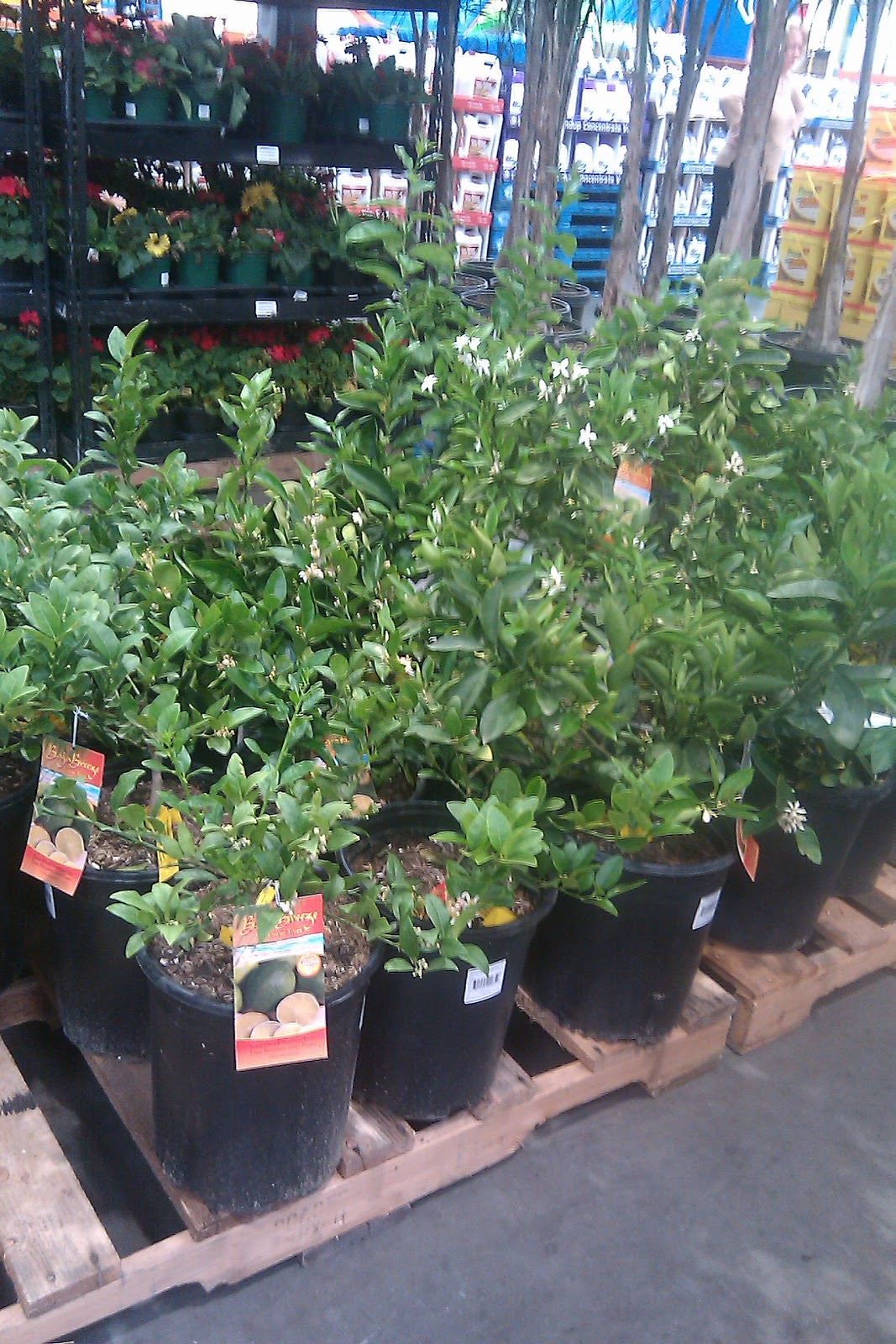 The Good Life Trees at Costco!