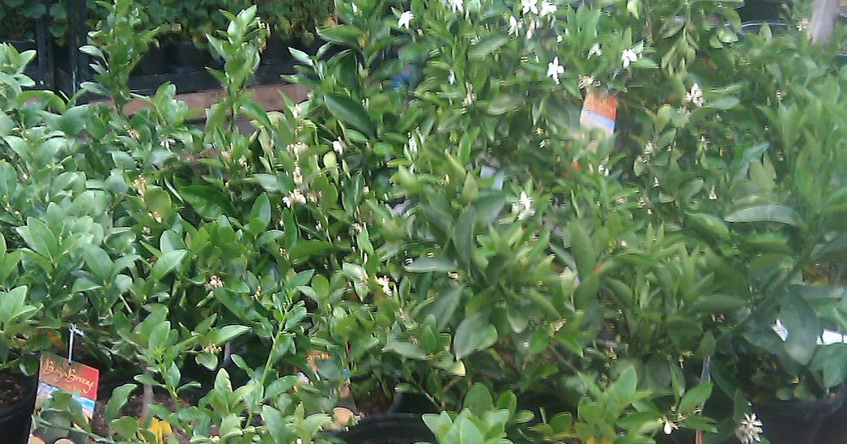 The Good Life Trees at Costco!