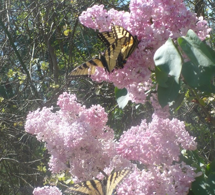 The Enchanted Tree Early Spring Butterflies.