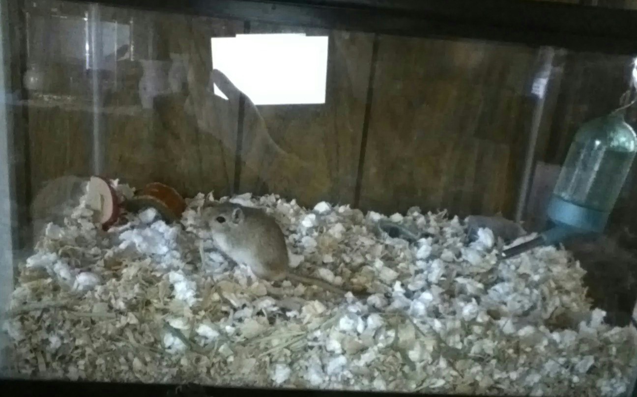 The Life Of A Gerbil Gerbil Care Cages