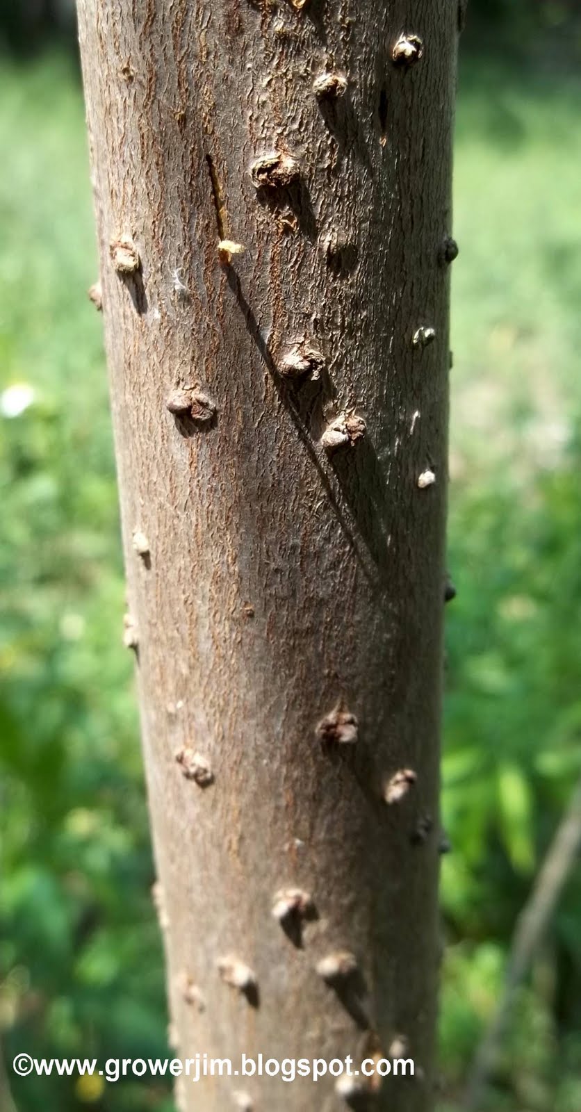 Garden Adventures Elderberry (Sambucus canadensis)
