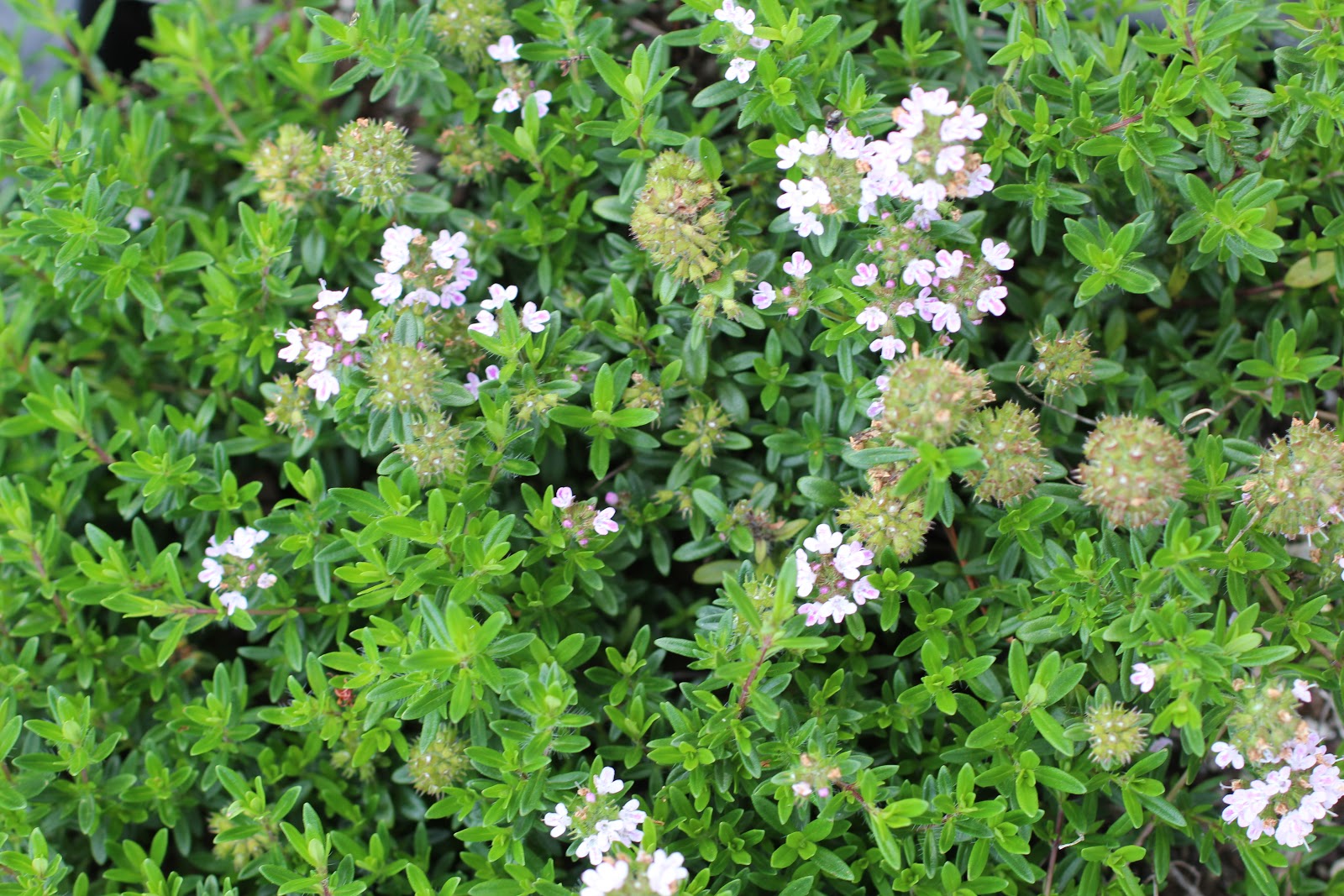 Florez Nursery Jekka's Thyme