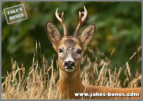 Deer Antler Cycles - The British Deer Society