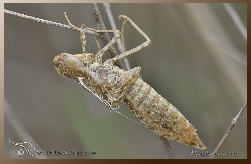 Anax parthenope - Anax napolitain - EXUVIE