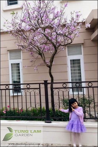 Thiết kế hồ cá Koi đẹp, sân vườn Splendora với hồ cá Koi mini, cá Koi Nhật thân thiện Thiết kế hồ cá Koi đẹp, sân vườn Splendora với hồ cá Koi mini, cá Koi Nhật thân thiện