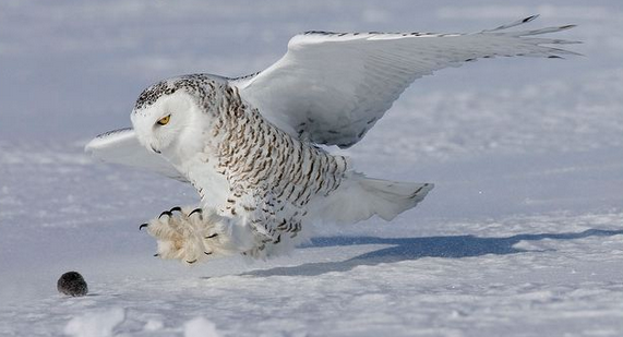 snowy owl snowy owl