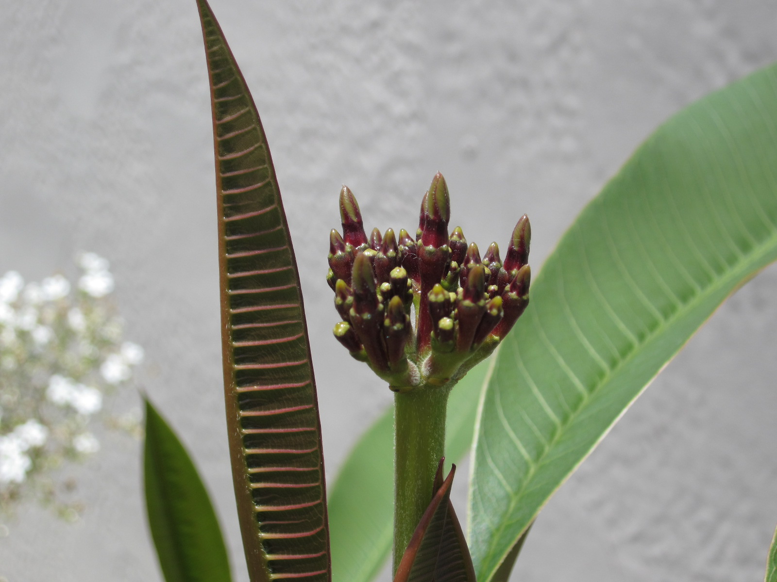 RussBLib what the. Flowers 'n stuff