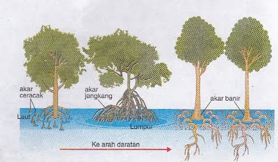 Kepentingan hutan paya air masin