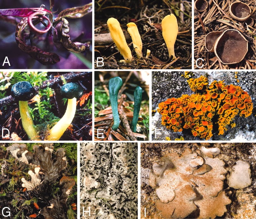 OH93 Independent study on FUNGI Taxonomic groups