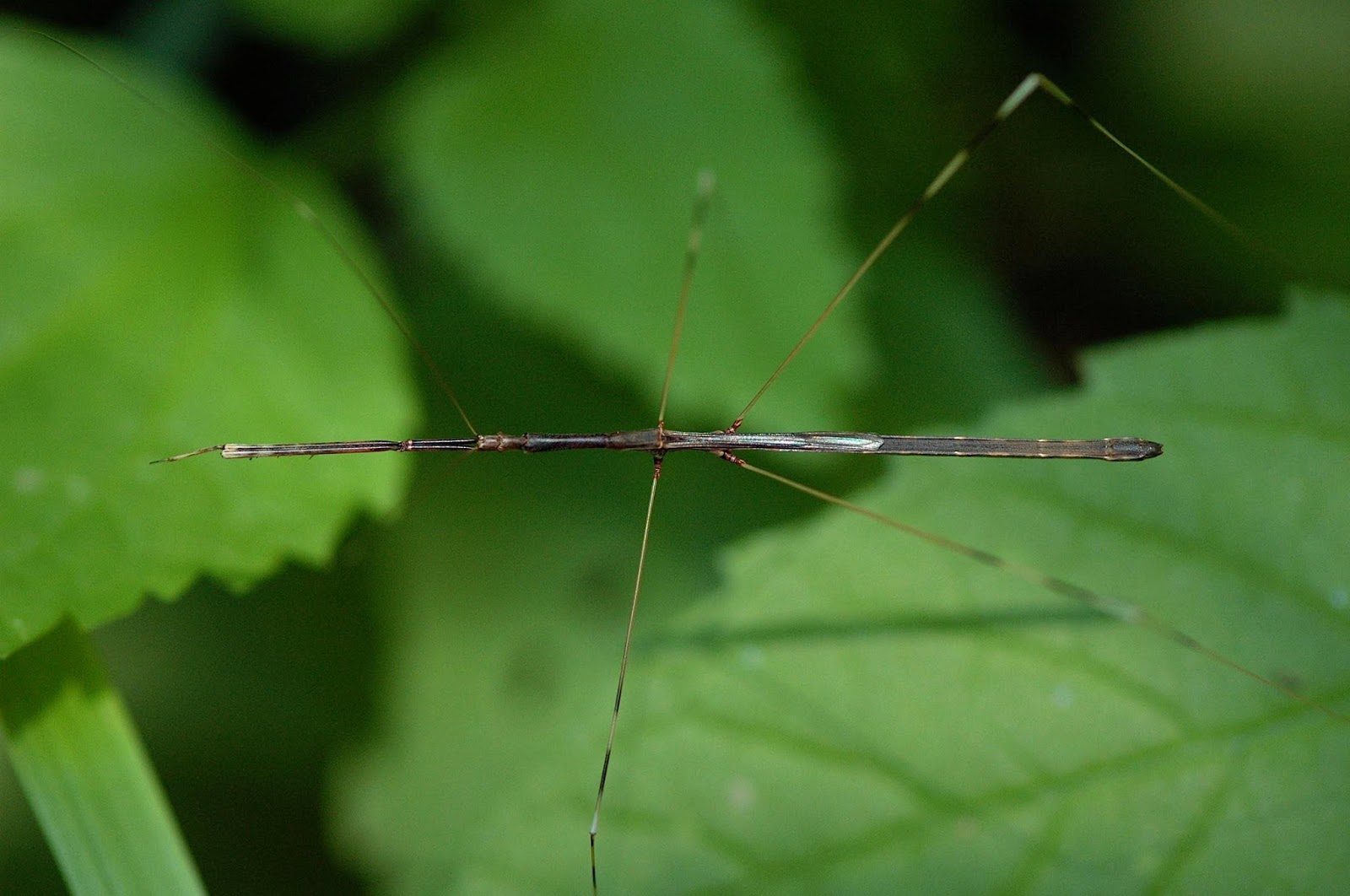 Field Biology in Southeastern Ohio Homoptera Insects