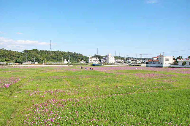 fields, Cosmos, flowers, students, children, teachers