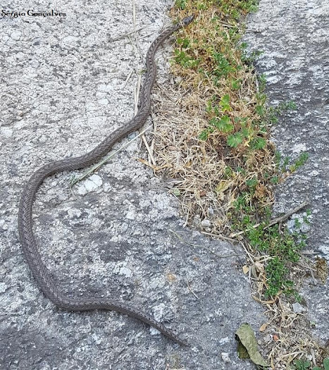 COBRA-LISA-EUROPEIA - Coronella austriaca.