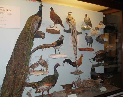 Dog ate homework image