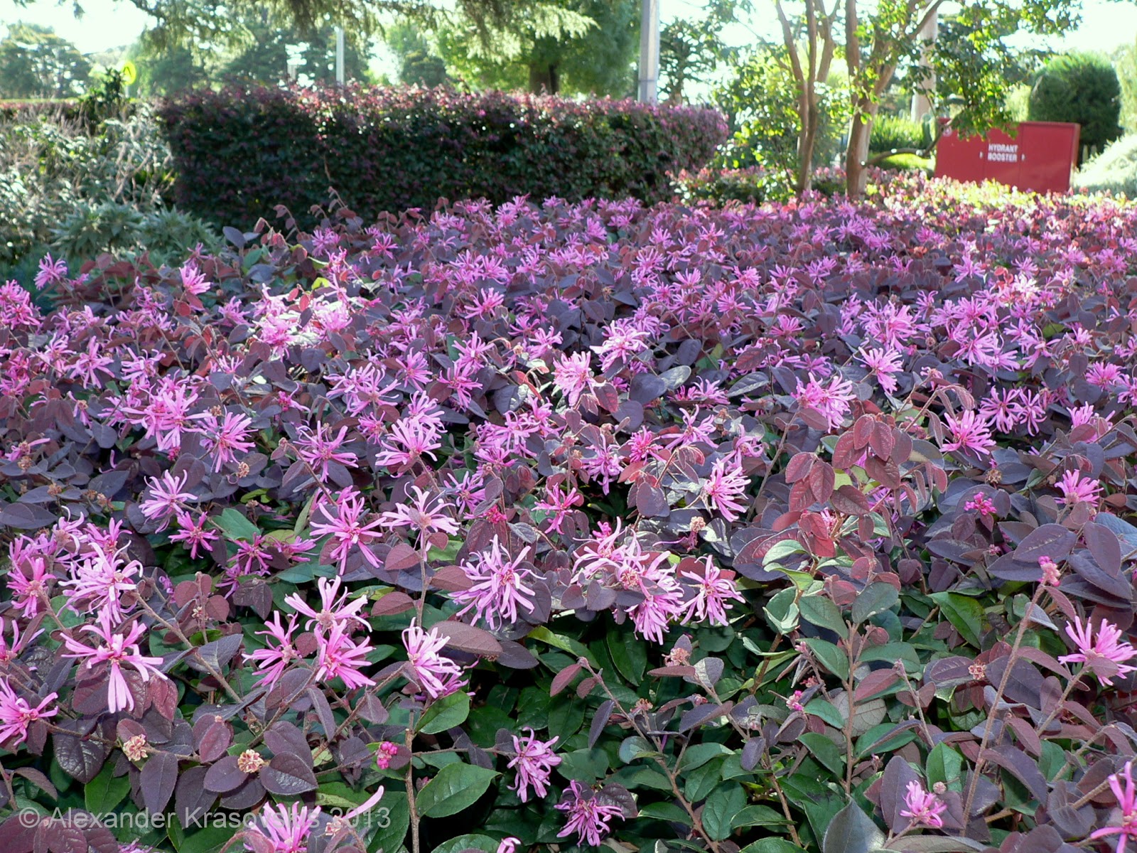 aggregata plants gardens hedging plant loropetalum aggregata plants gardens hedging plant loropetalum